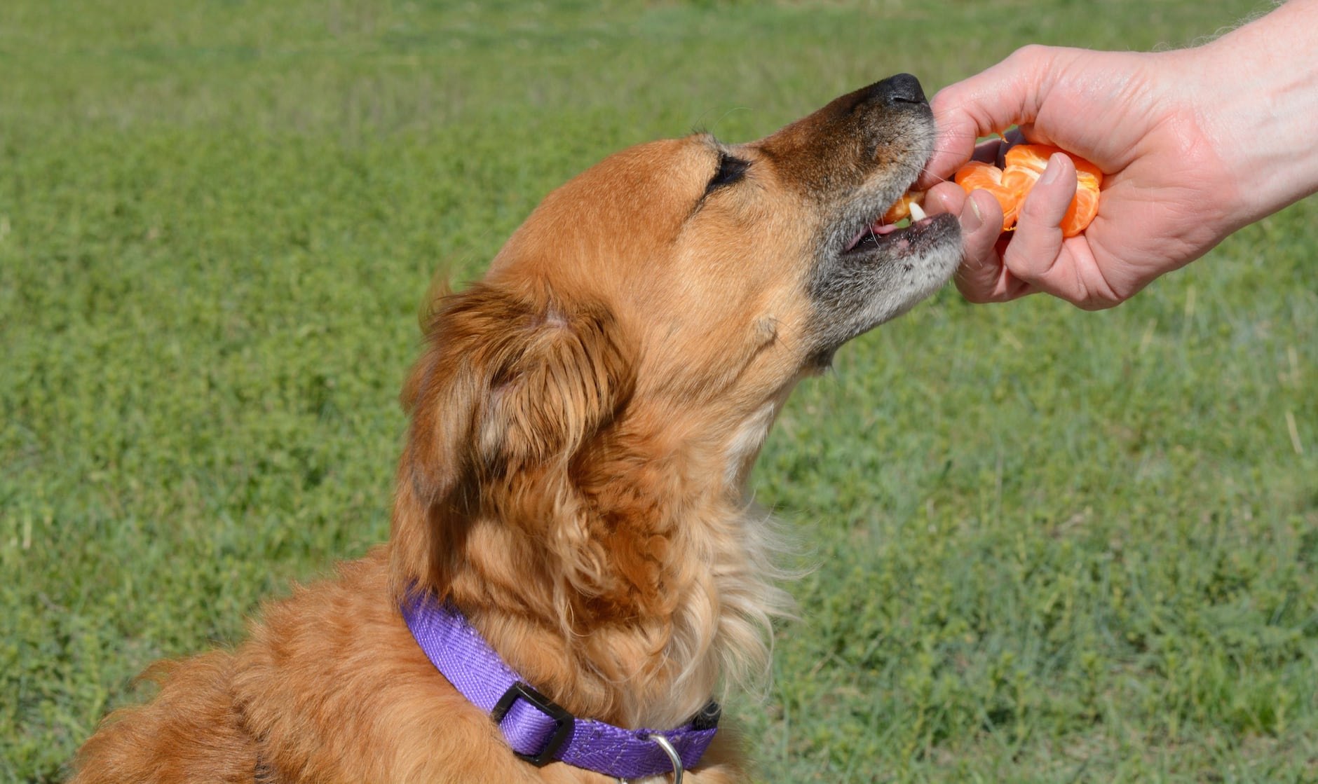 Можно собакам давать мандарины. Собака ест мандарины. Собака Апельсинка. Собаки цитрус. Собаку которая с мандаринчиками собаку с мандаринами.
