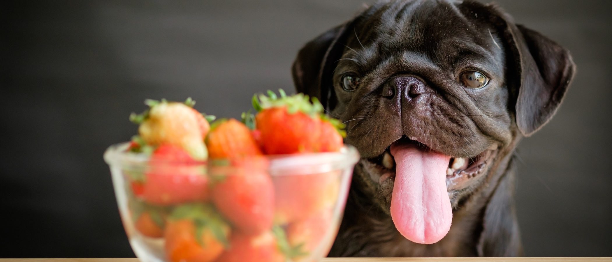 Можно собаке пюре. Собака и фрукты. Собака с клубникой. Вкусняшка для собак. Собака ест овощи.