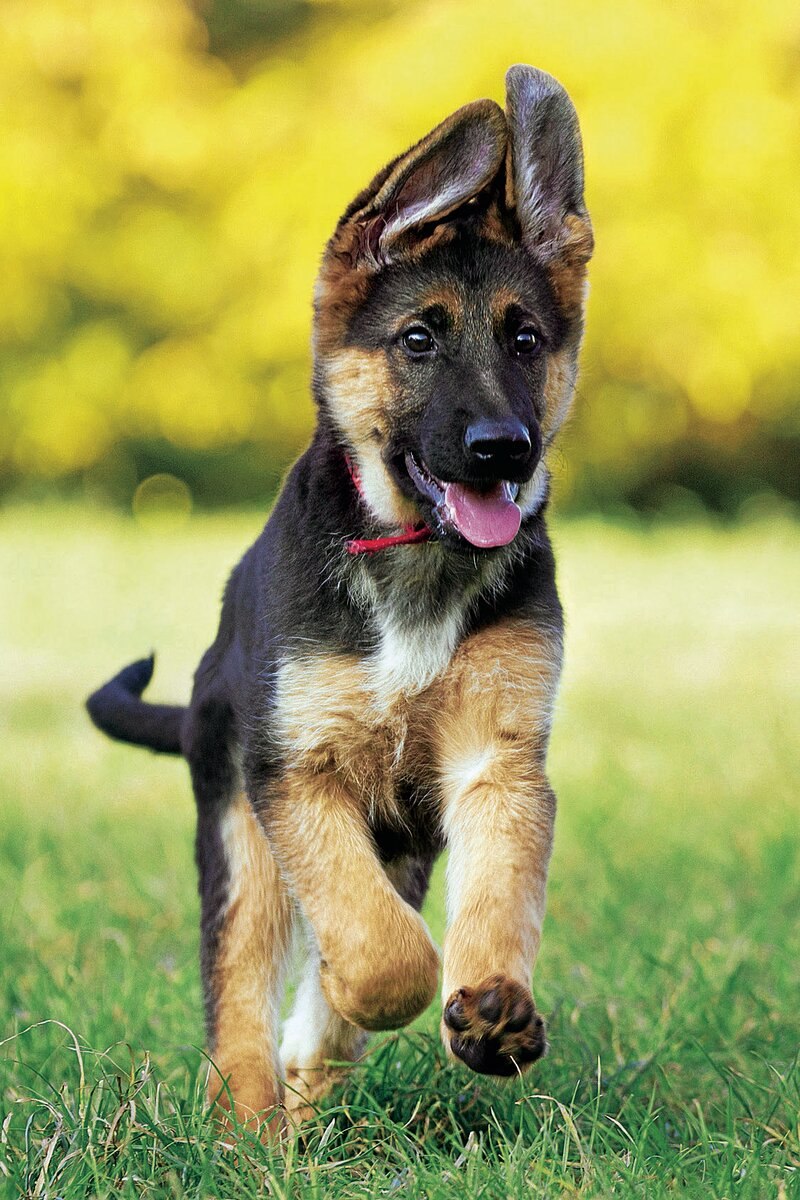 German Shepherd немецкая овчарка