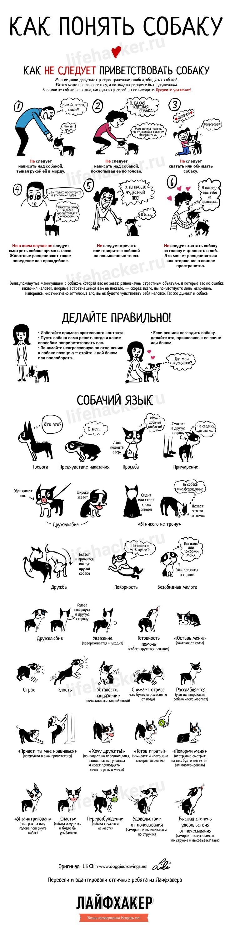 Как научиться понимать собаку