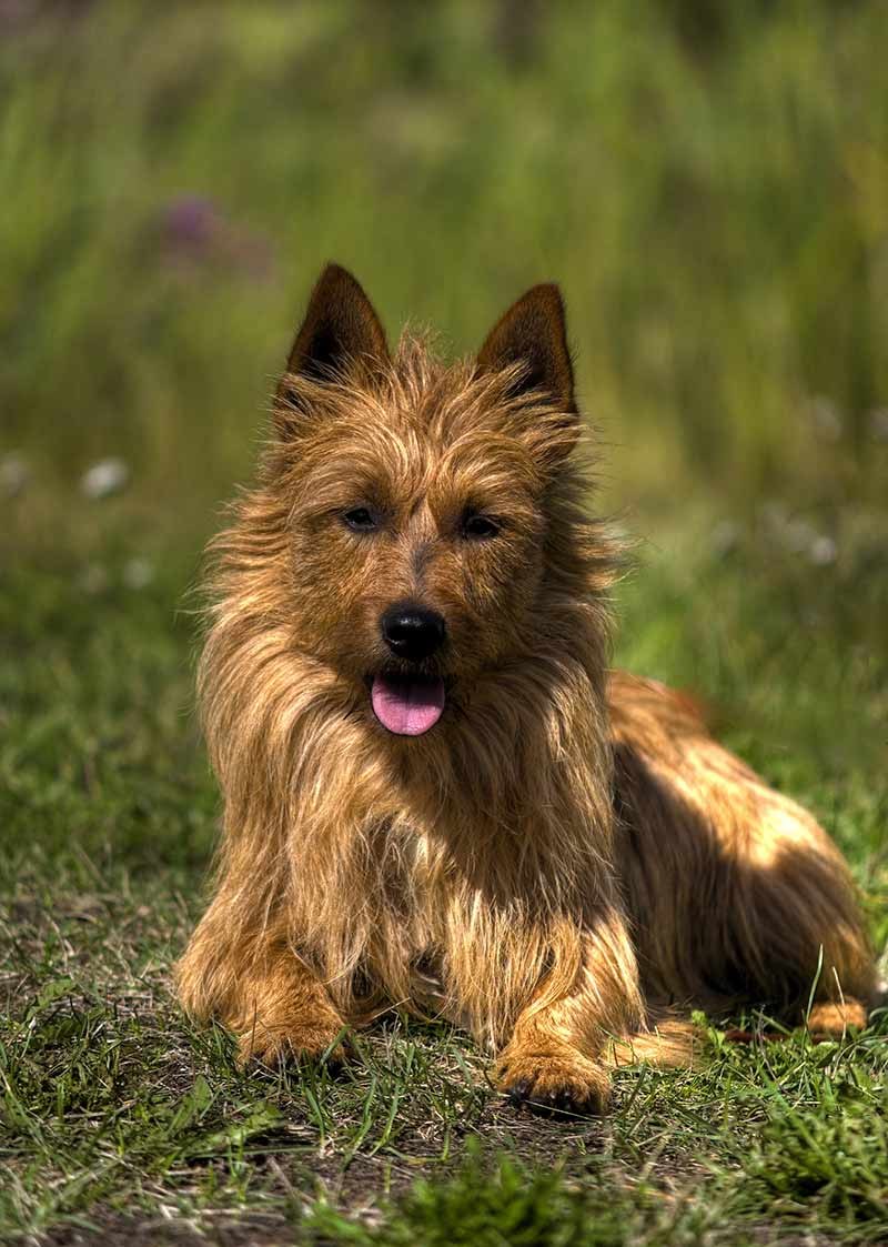 Australian Silky Terrier