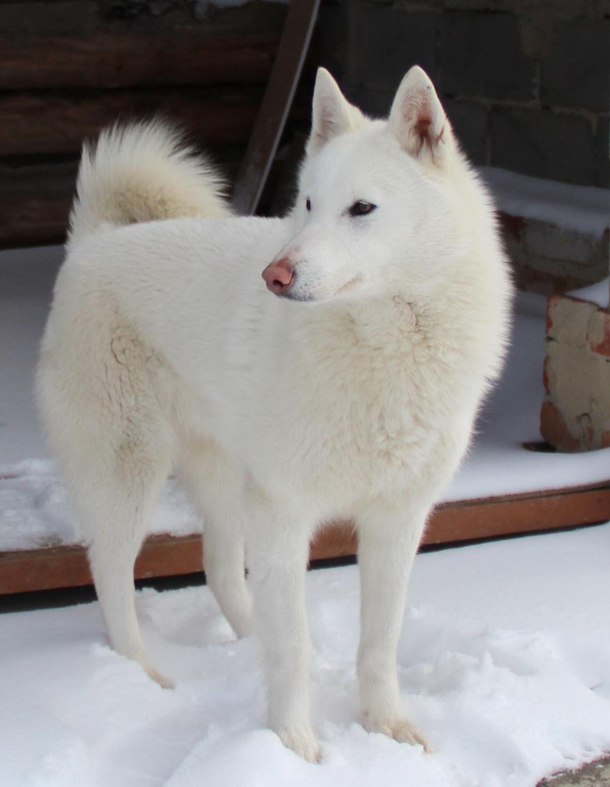Фото собак породы лайка белого цвета