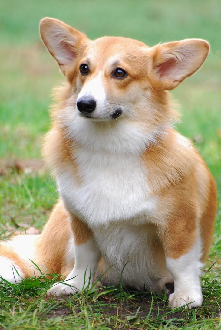 Корги сердечко