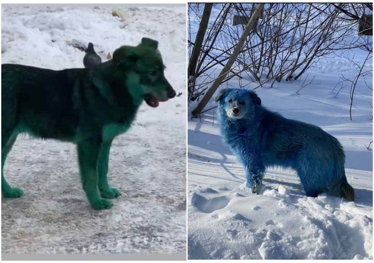 Почему собака синяя. Голубая собака. Сине - зеленая собака. Синяя собака.