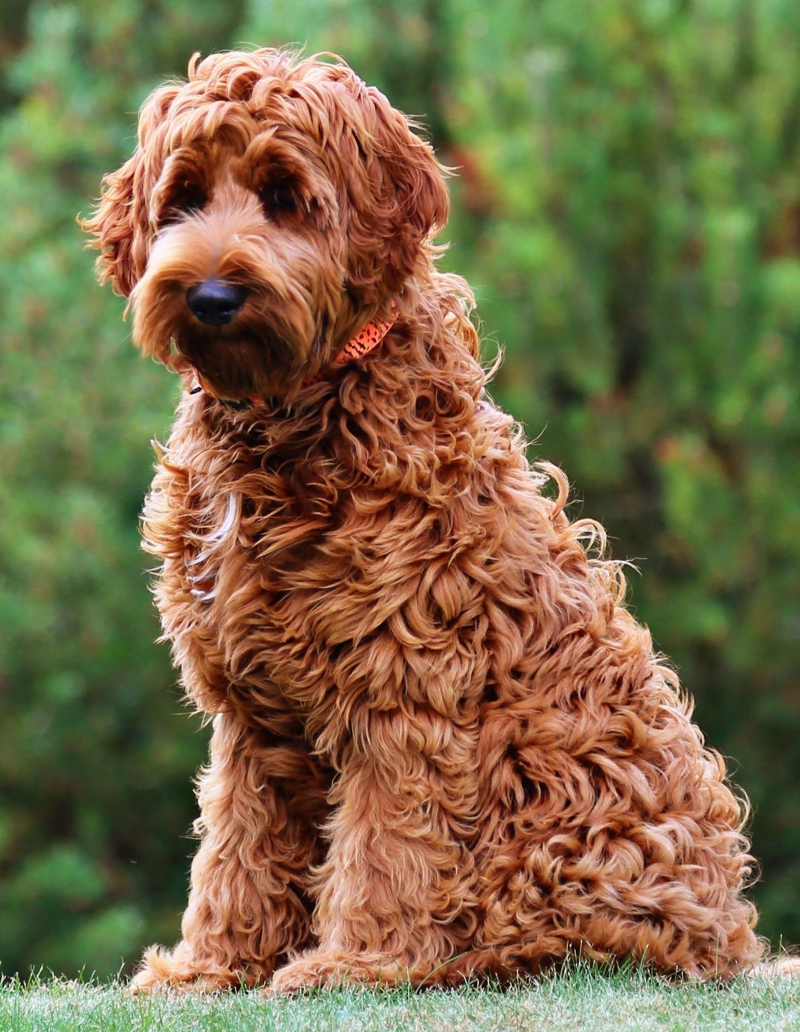 Порода собак с волнистой шерстью (59 фото) - картинки sobakovod.club