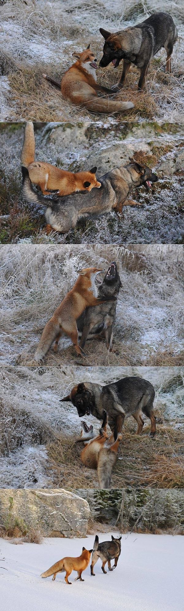 Лиса и собака Дружба