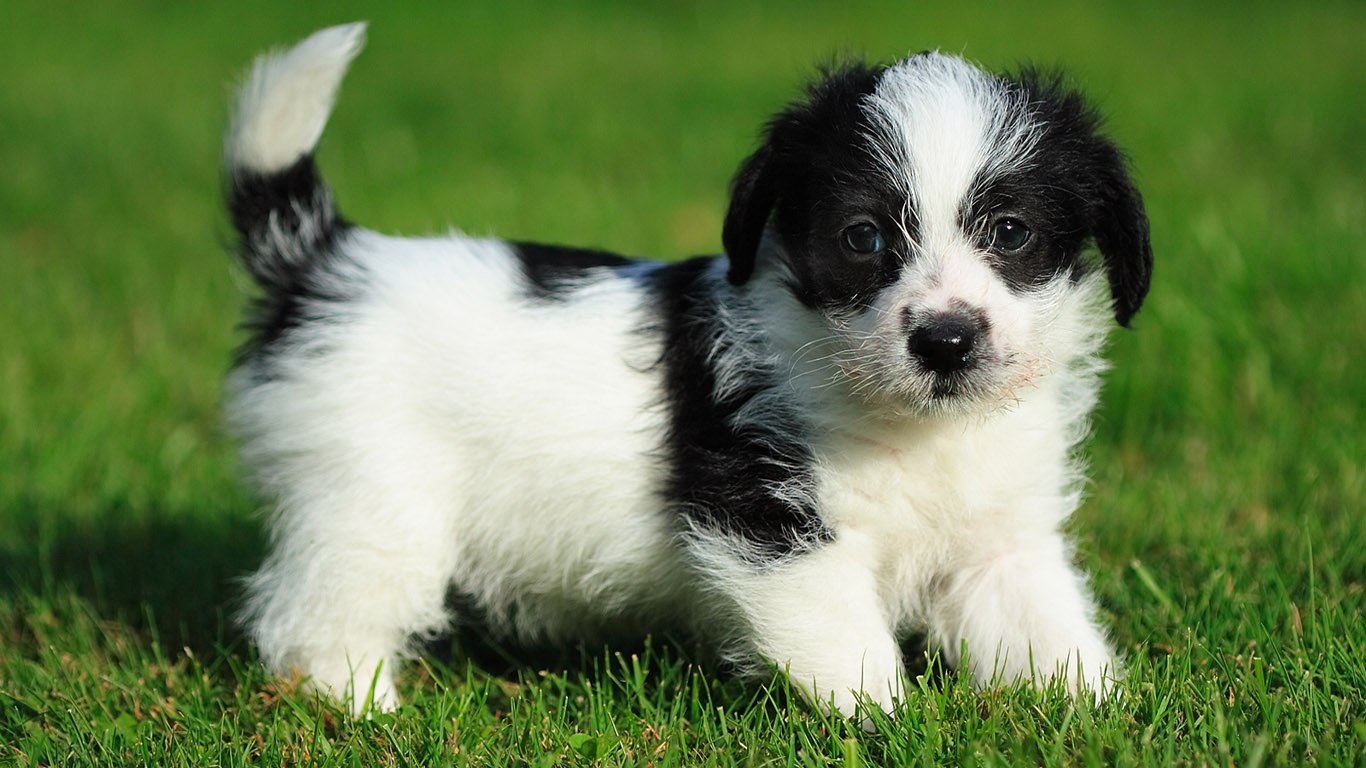 Черно белая маленькая собака порода (59 фото) - картинки sobakovod.club