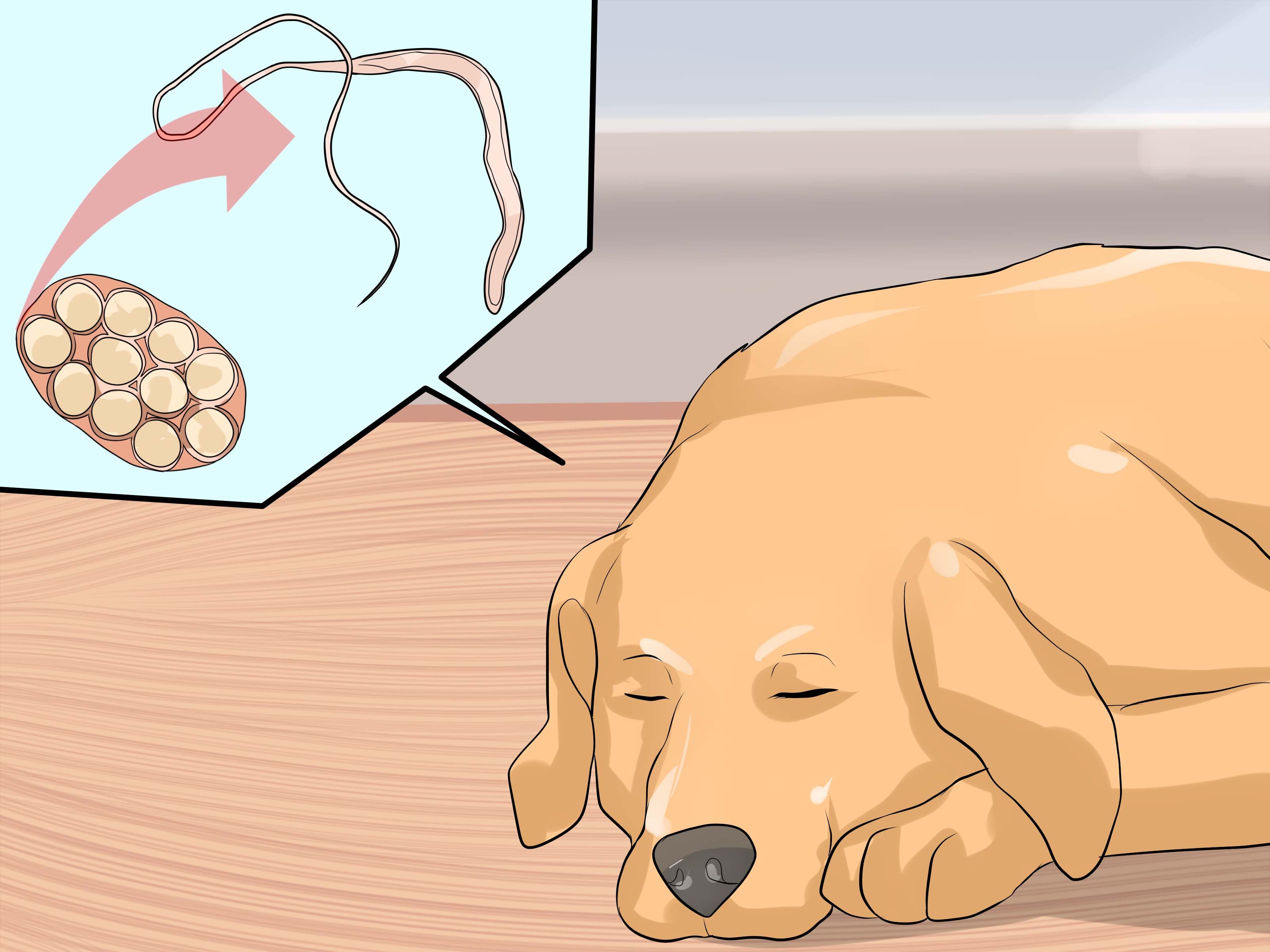 Почему собака задыхается