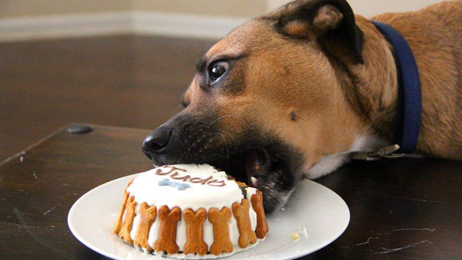 Можно собаку съесть. Тортики с собачками. Тортик для собаки. Собака с вкусняшкой. Торт с собакой.