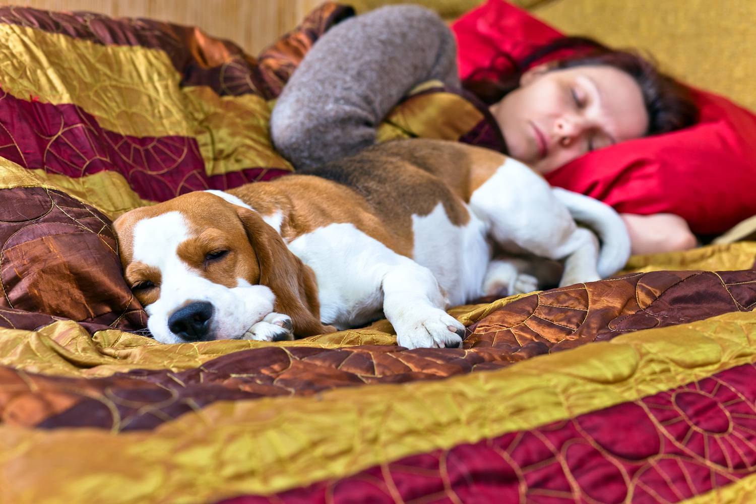 Почему собаки спят на кровати. Домашние животные с хозяевами. Бигль с ребенком. Сон с домашними питомцами.