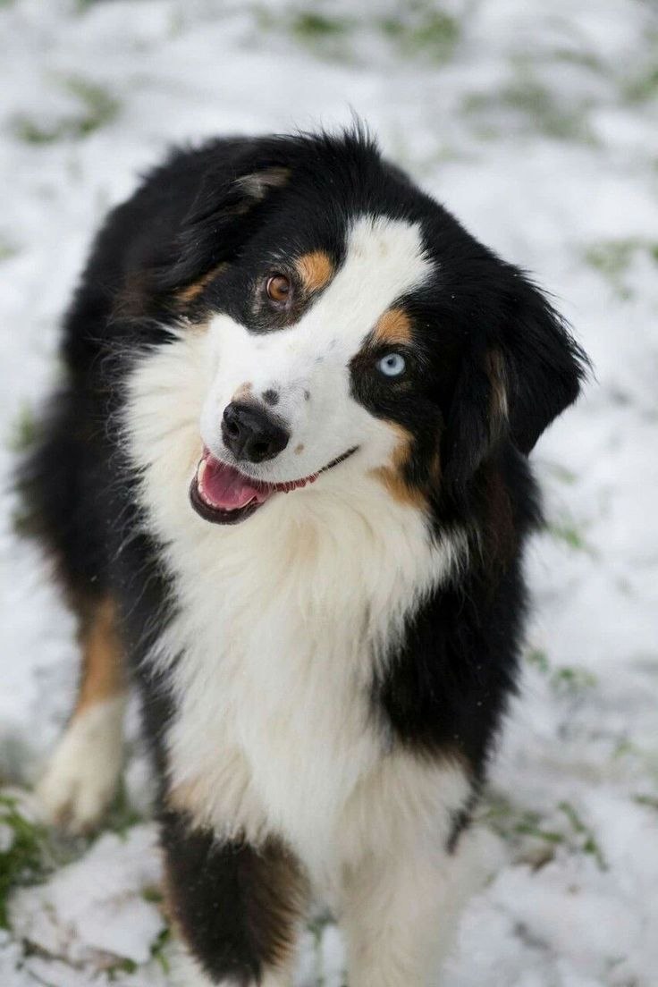 Black Aussie