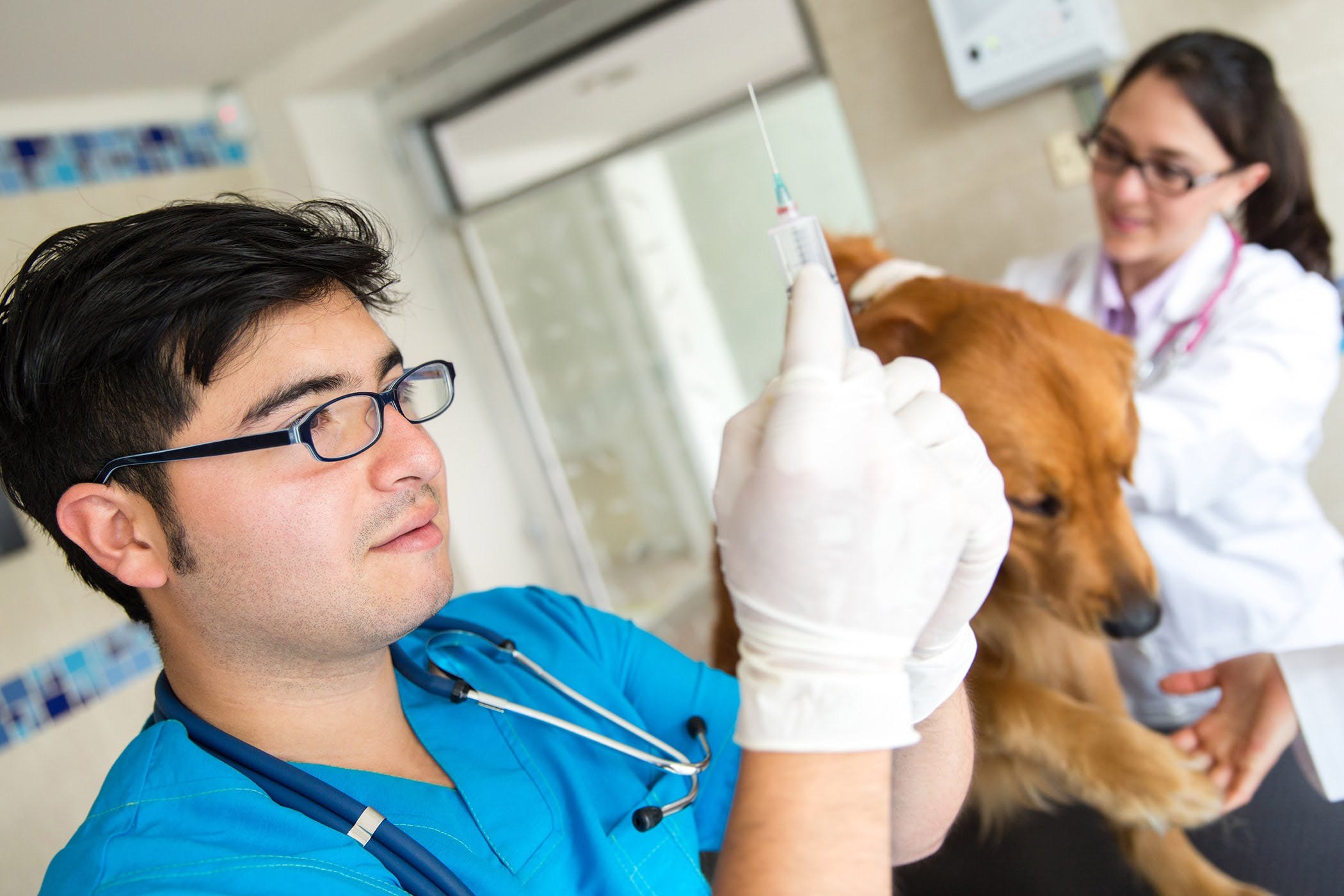Собака после прививки мультикан. Гемангиосаркома у собак. Dog vaccination. Titer Tests for Dogs.