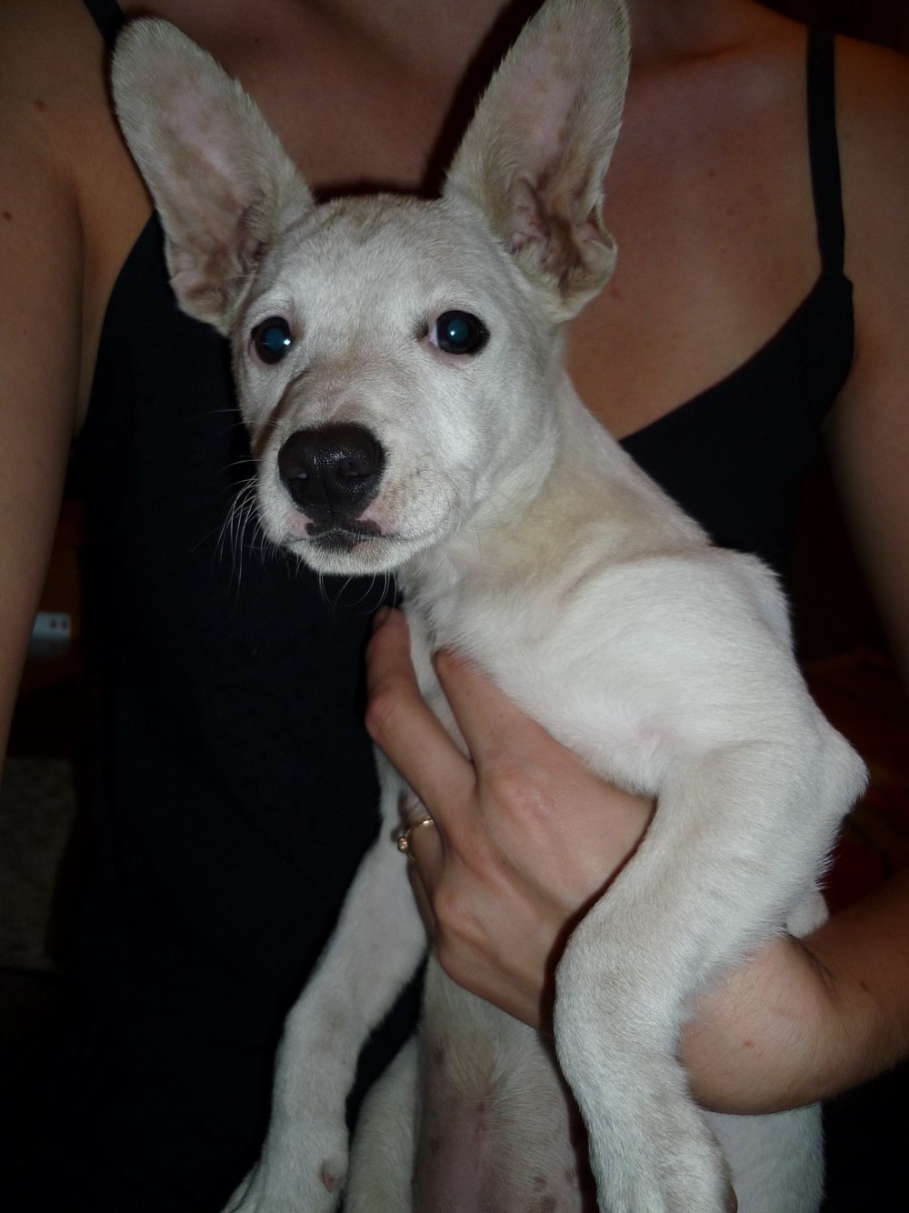 Белая собака с большими ушами (58 фото) - картинки sobakovod.club