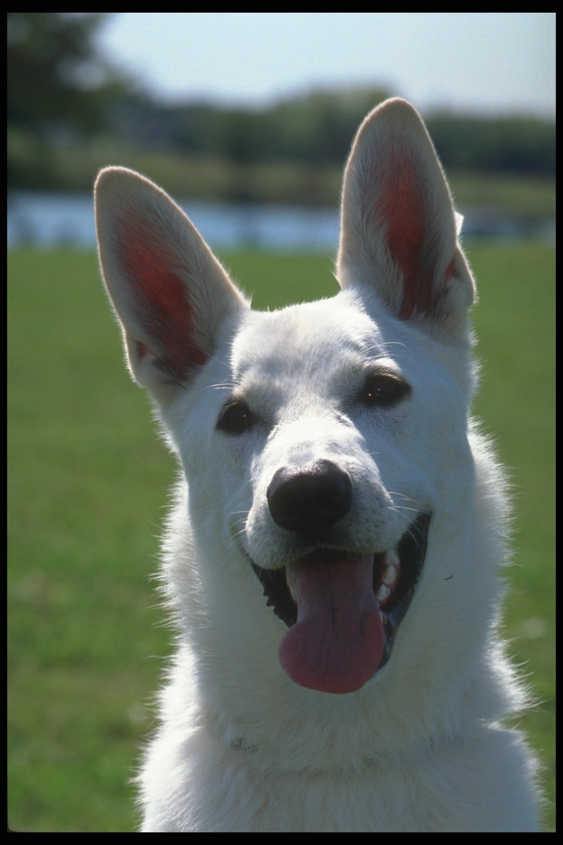 Белая собака с большими ушами (58 фото) - картинки sobakovod.club