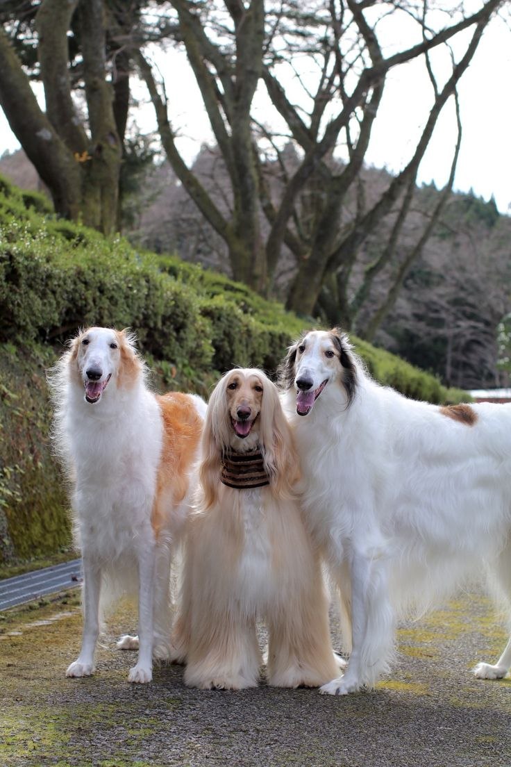 Russian Borzoi Dog
