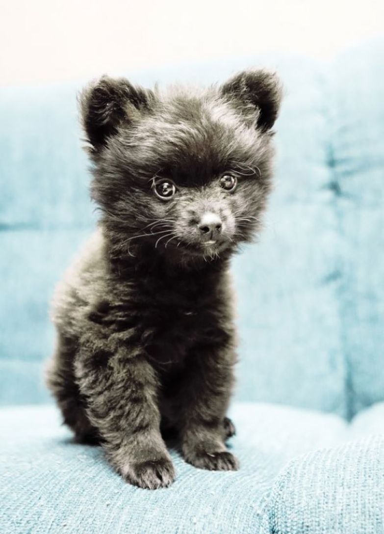 Шпиц Teddy Bear