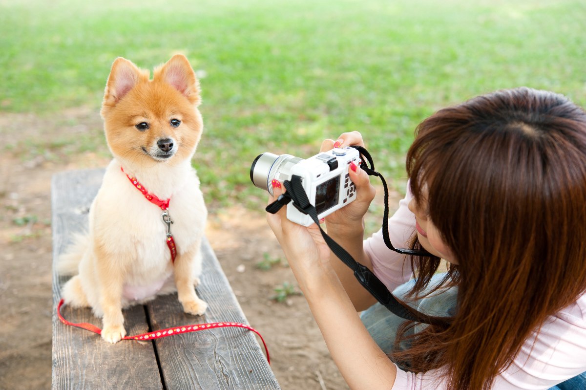 Petting photos. Собака с камерой. Собака с фотоаппаратом. Собака и мобильный. Собака видеооператор.