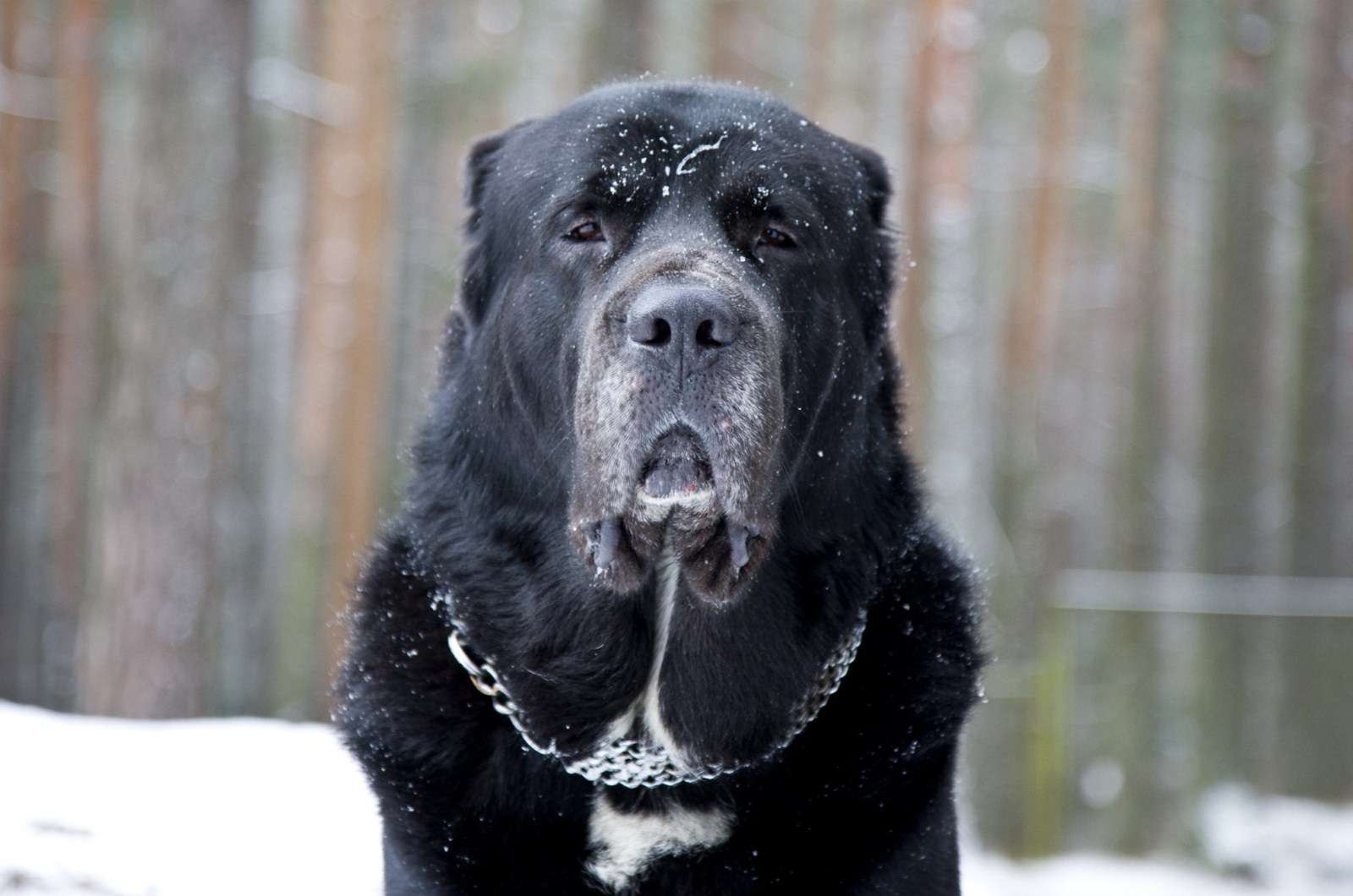 Черный алабай собака (58 фото) - картинки sobakovod.club