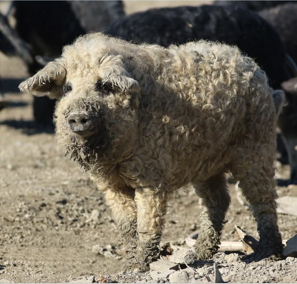 Собака похожая на овцу (56 фото) - картинки sobakovod.club