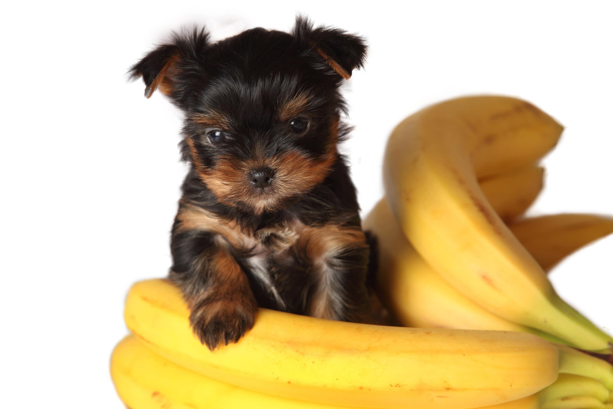 Овощи йорка можно. Йоркширский терьер. Йоркширский терьер щенок на белом фоне. Собака банан. Терьер банан.