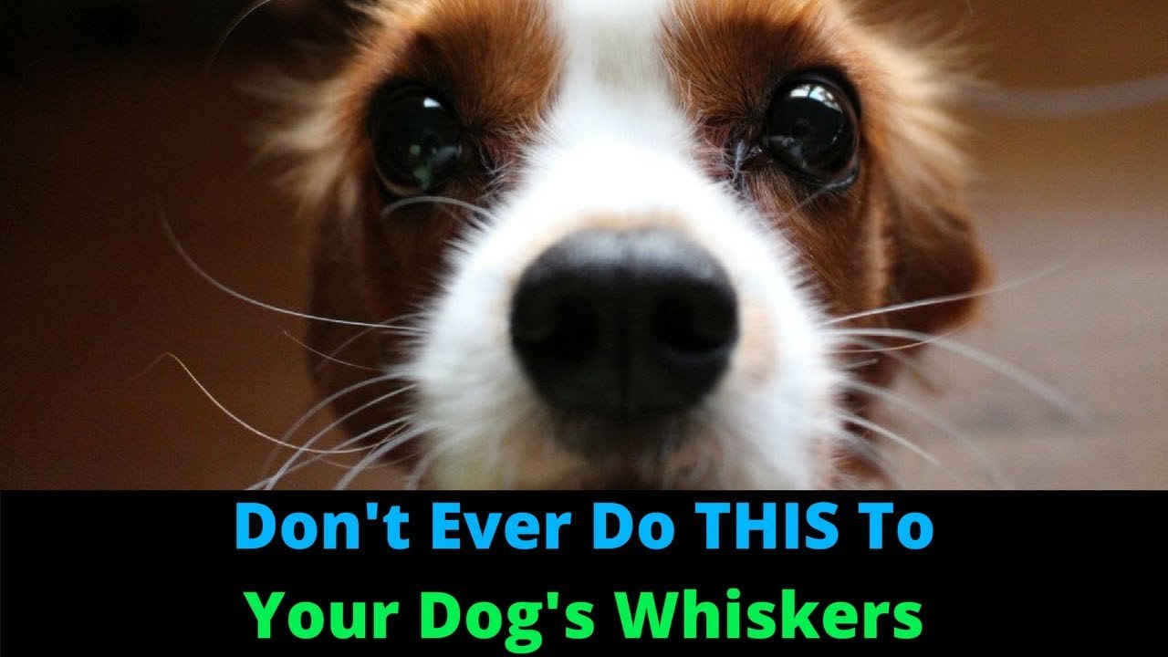 Почему у собак усы