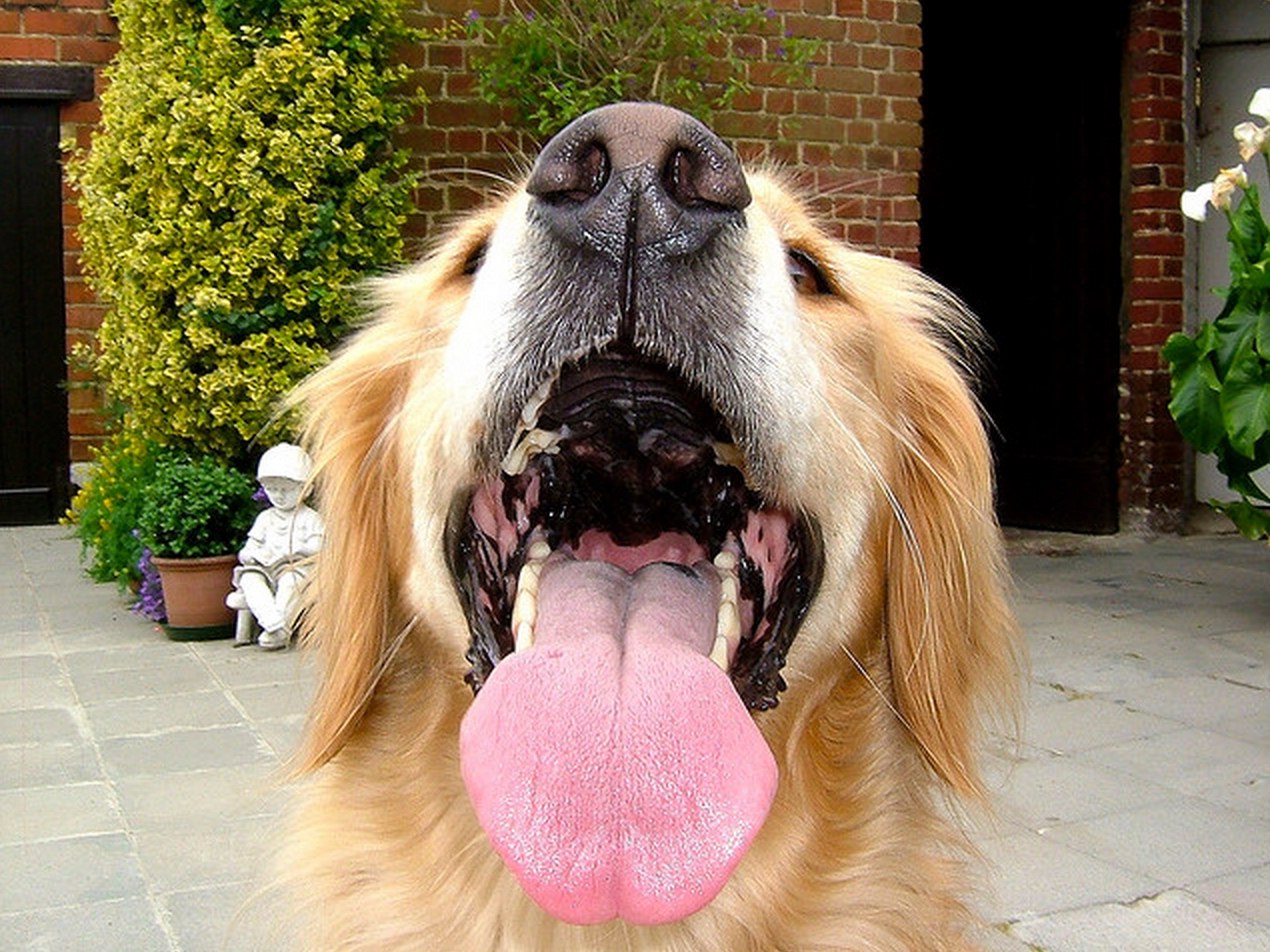 Собака тяжело дышит высунув. Собака с высунутым языком. Собака дышит. Уставшая собака с высунутым языком. Выдохнул собака.