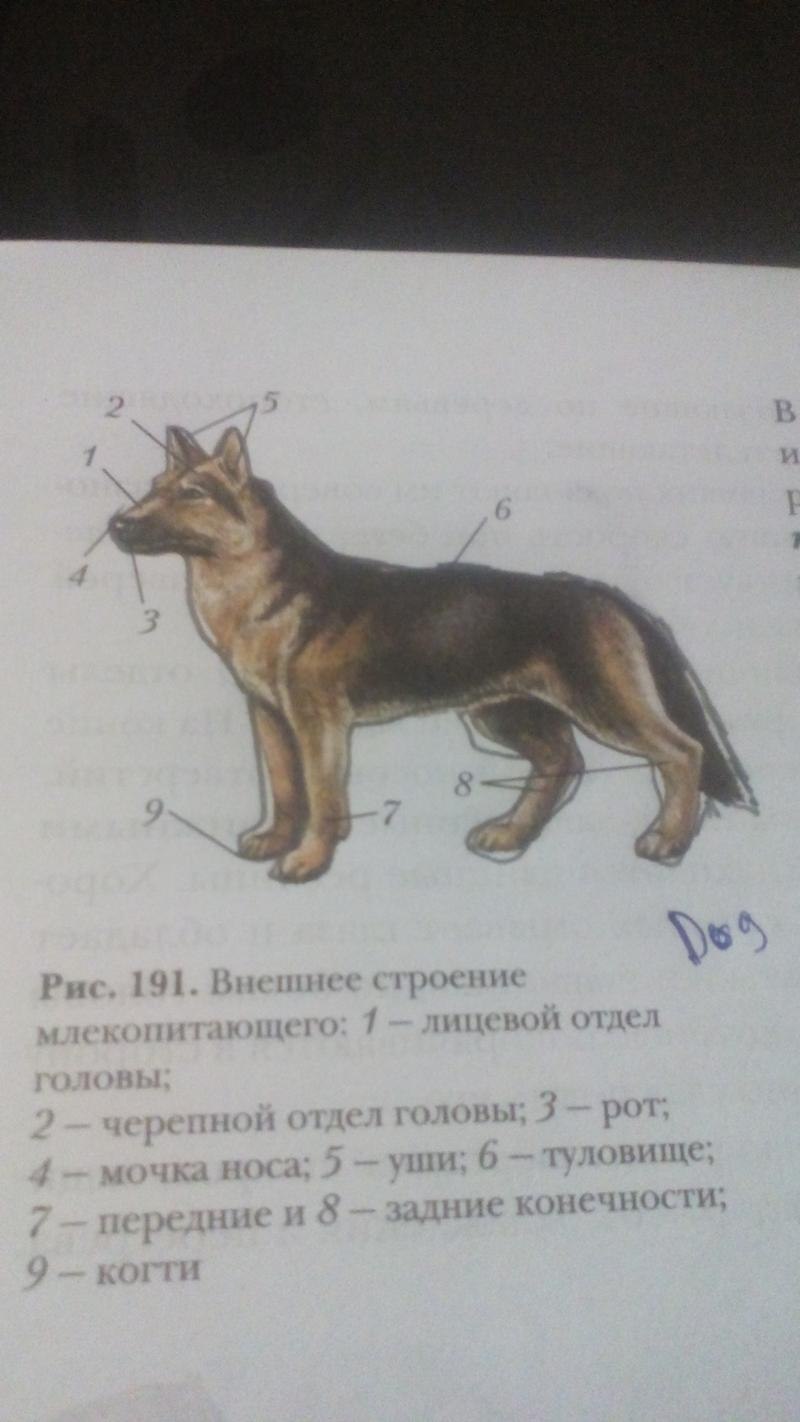 Внешнее строение млекопитающих