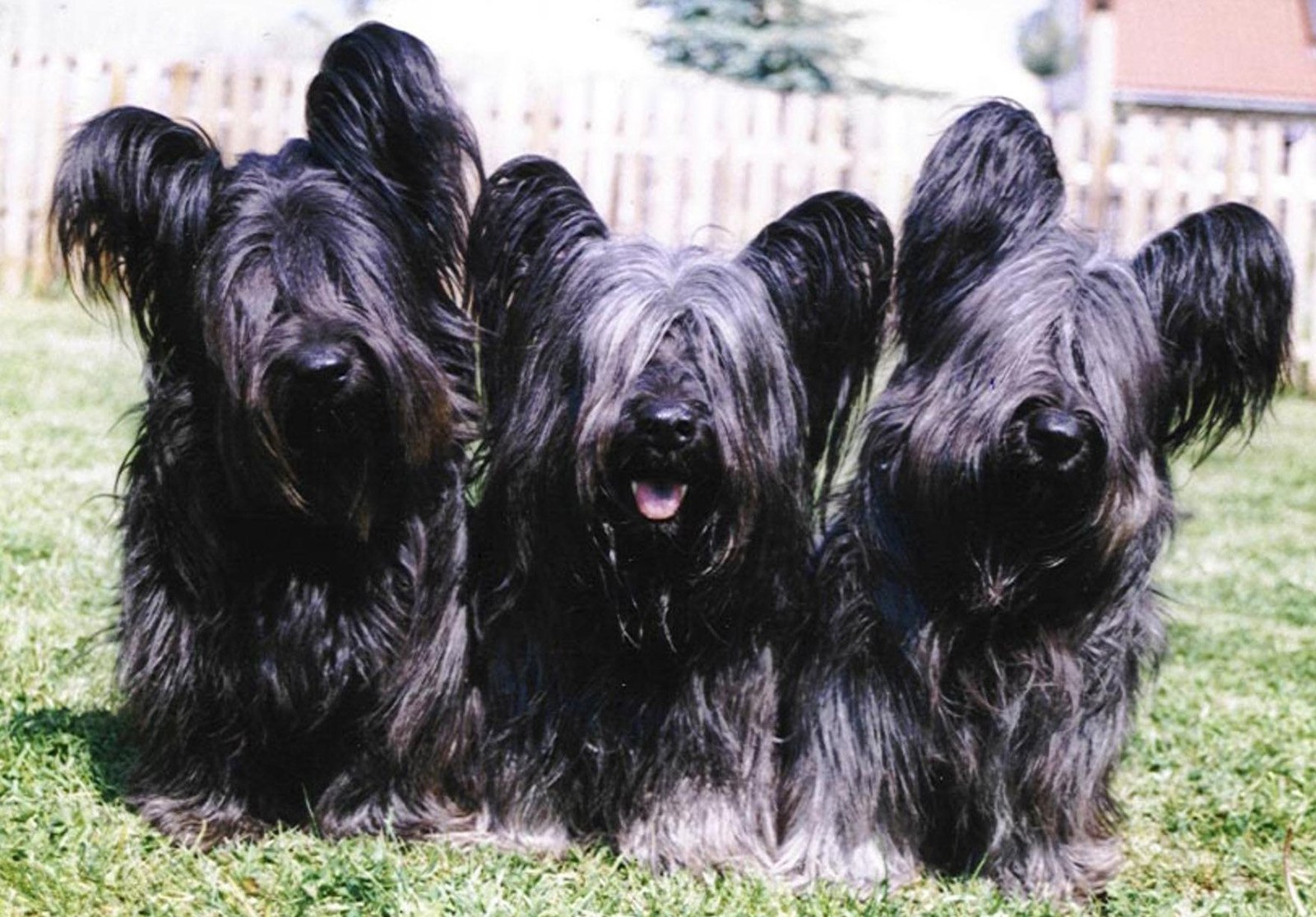 Редкен порода собак германия фото