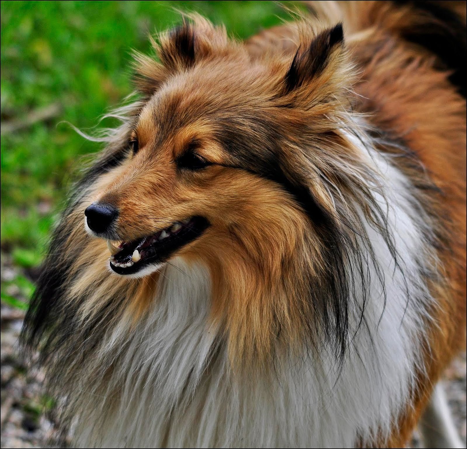 Редкен порода собак германия фото