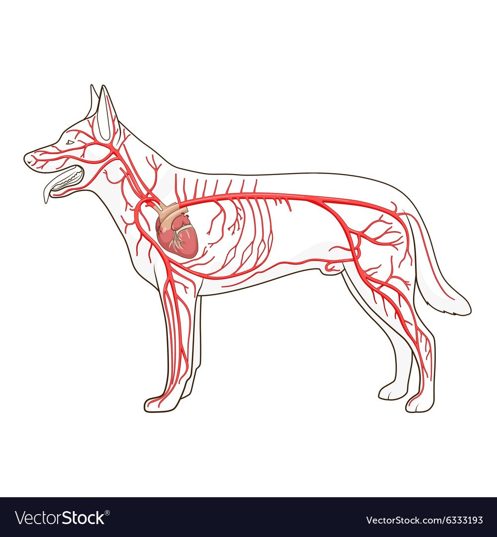 Кровеносная система собаки анатомия. Нервная система собаки анатомия. Кровеносная система собаки схема. Анатомия собаки лимфатическая система. Сердце собаки расположено