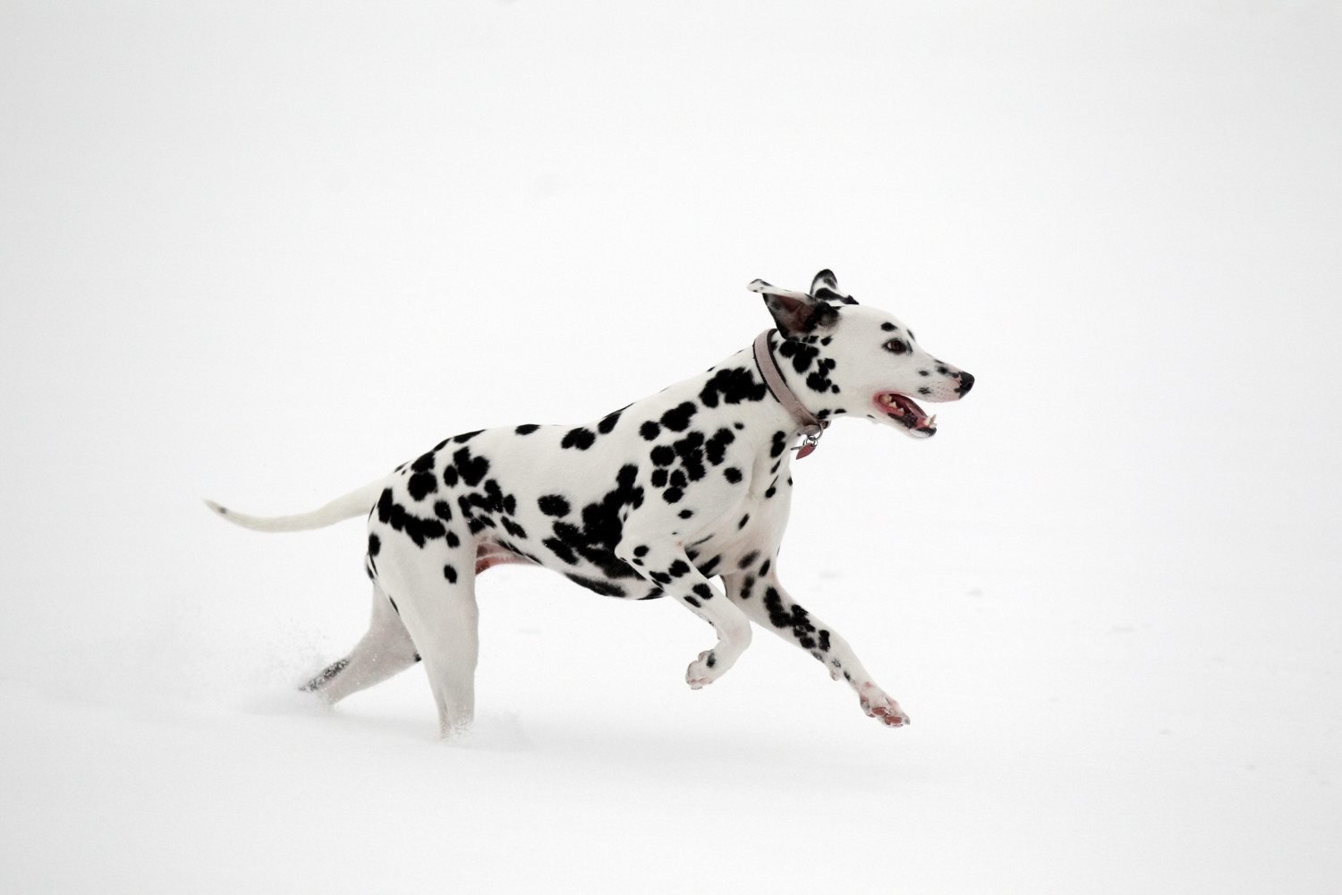 Рассмотрите фотографию собаки породы далматин. Собака далматинец. Далматинец на белом фоне. Далматинец бежит. Леопардовая собака.