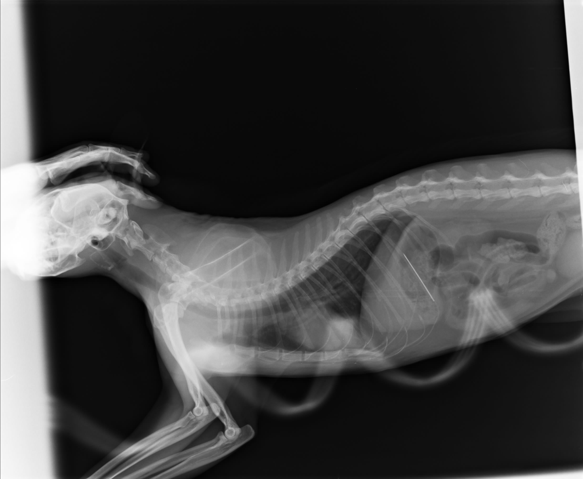 Пищевод кошки. Рентген кошки с инородным телом в кишечнике. Инородка на рентгене собака. Рентген собаки инородное тело. Непроходимость кишечника у собаки рентген.