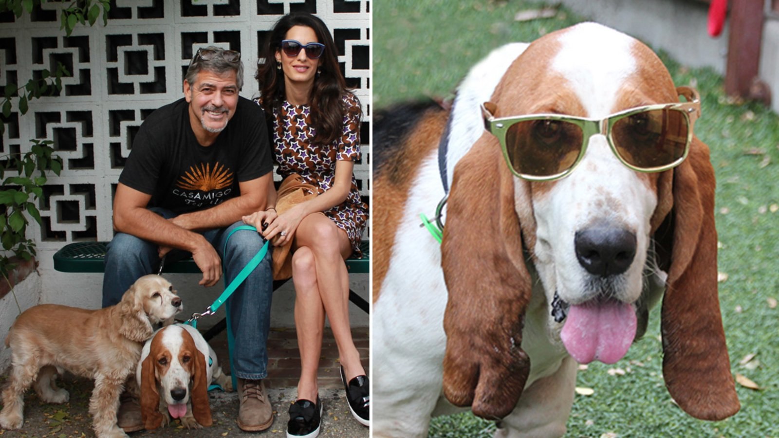 Рассказы муж жена собака. Джордж Клуни с собакой. Джордж Клуни и его питомец. Знаменитости с биглями.