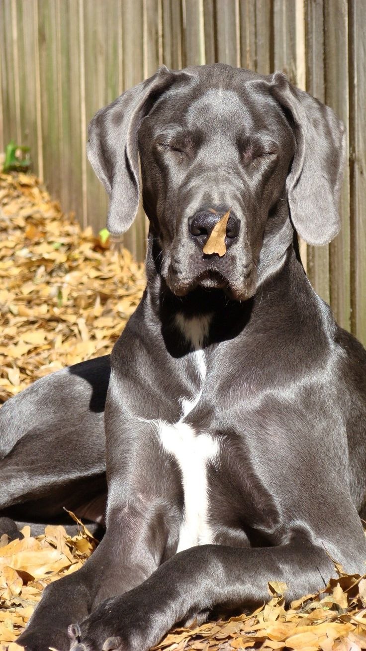 Blue great Dane порода