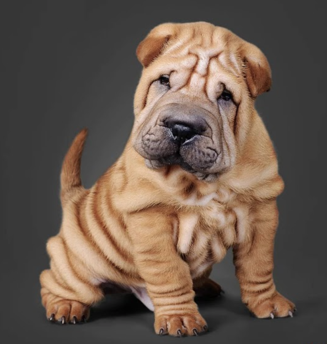 Фотография породы шарпей. Порода собак шарпей. Шарпей собака шарпей. Карликовый шарпей. Тигровый шарпей.