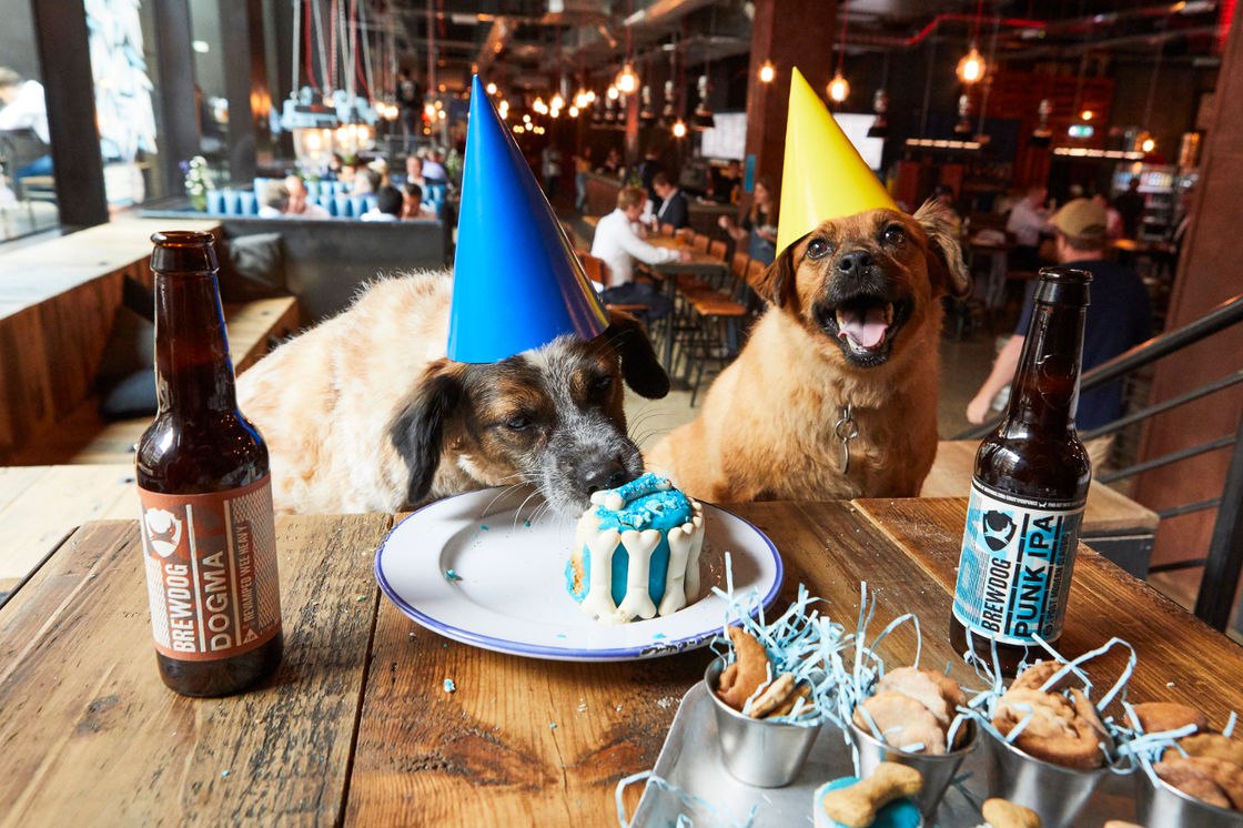 Собака празднует. Собака с праздником. День рождения собаки. Вечеринка собак. Праздничная собака.