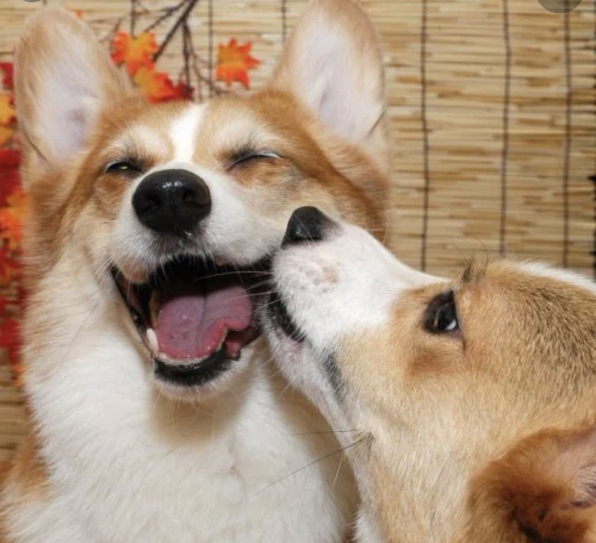 Собаки любовь. Корги пара. Корги поцелуй. Влюбленные корги. Собака целует.