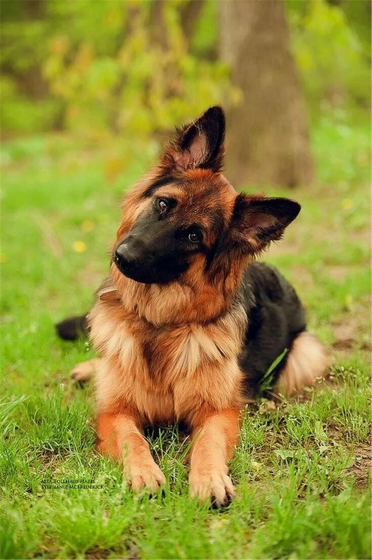 German Shepherd немецкая овчарка