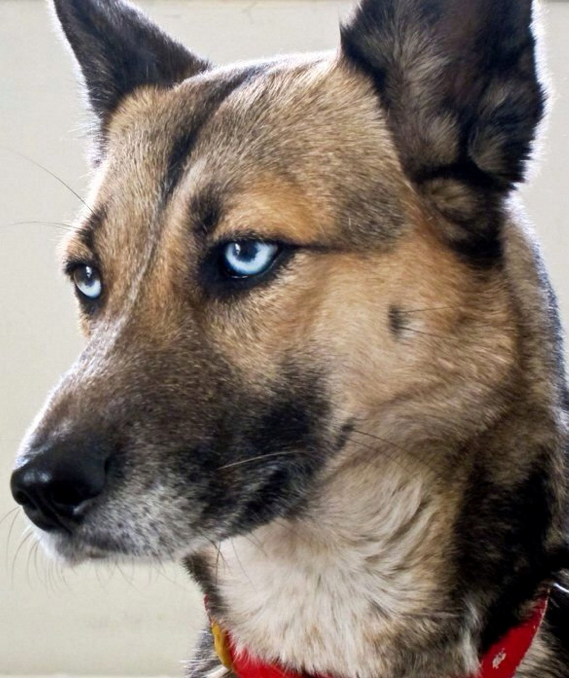 Глаза голубой собаки читать. Глаза голубой собаки. Дворняга с голубыми глазами. Овчарка с голубыми глазами.