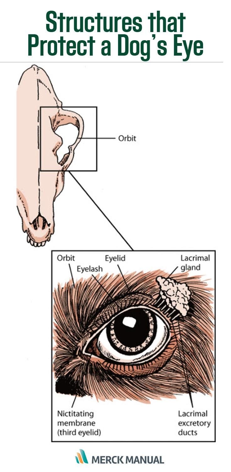 Строение глаза у собаки анатомия фото
