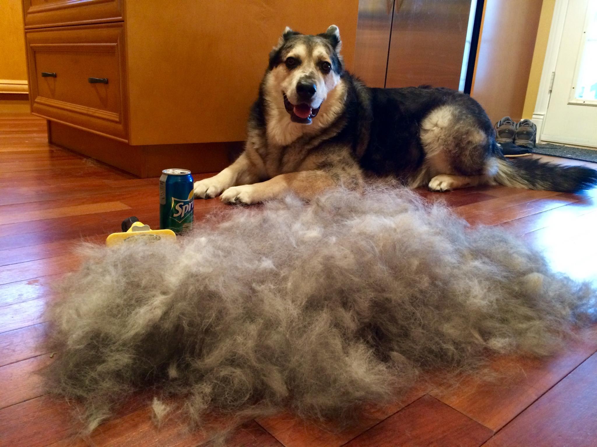 Как убрать собачьи волосы с дивана