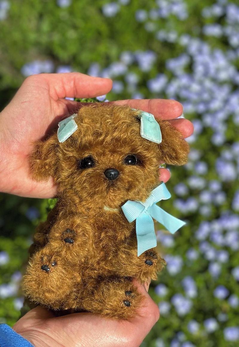 Teacup Teddy Poodle