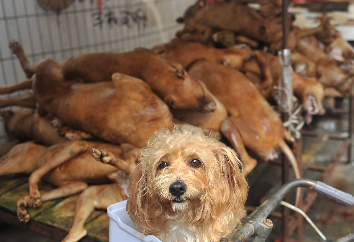 Собакам можно жареное. Фестиваль поедания собак в Китае. Фестиваль мяса собак в Китае.
