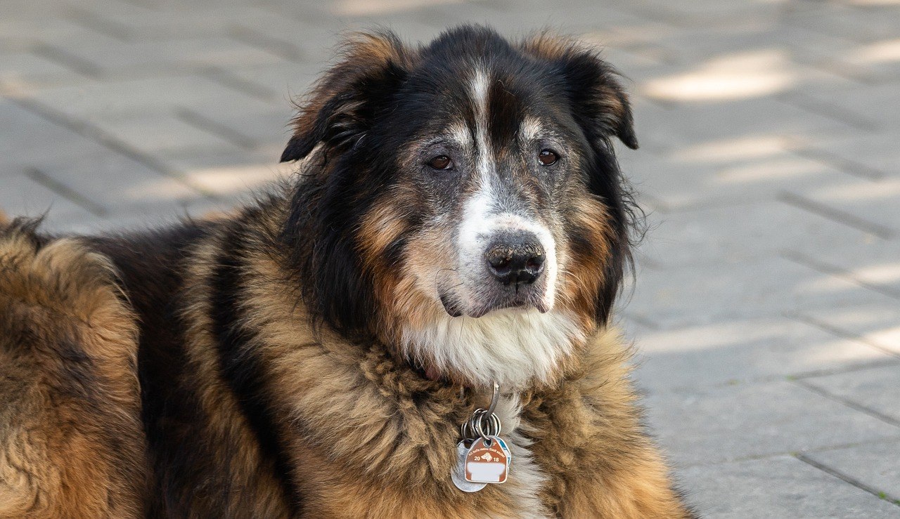 Собак гонять. Собака Литвина. Собака Литвина порода. Count Dogs. Собака Литвина что за порода.