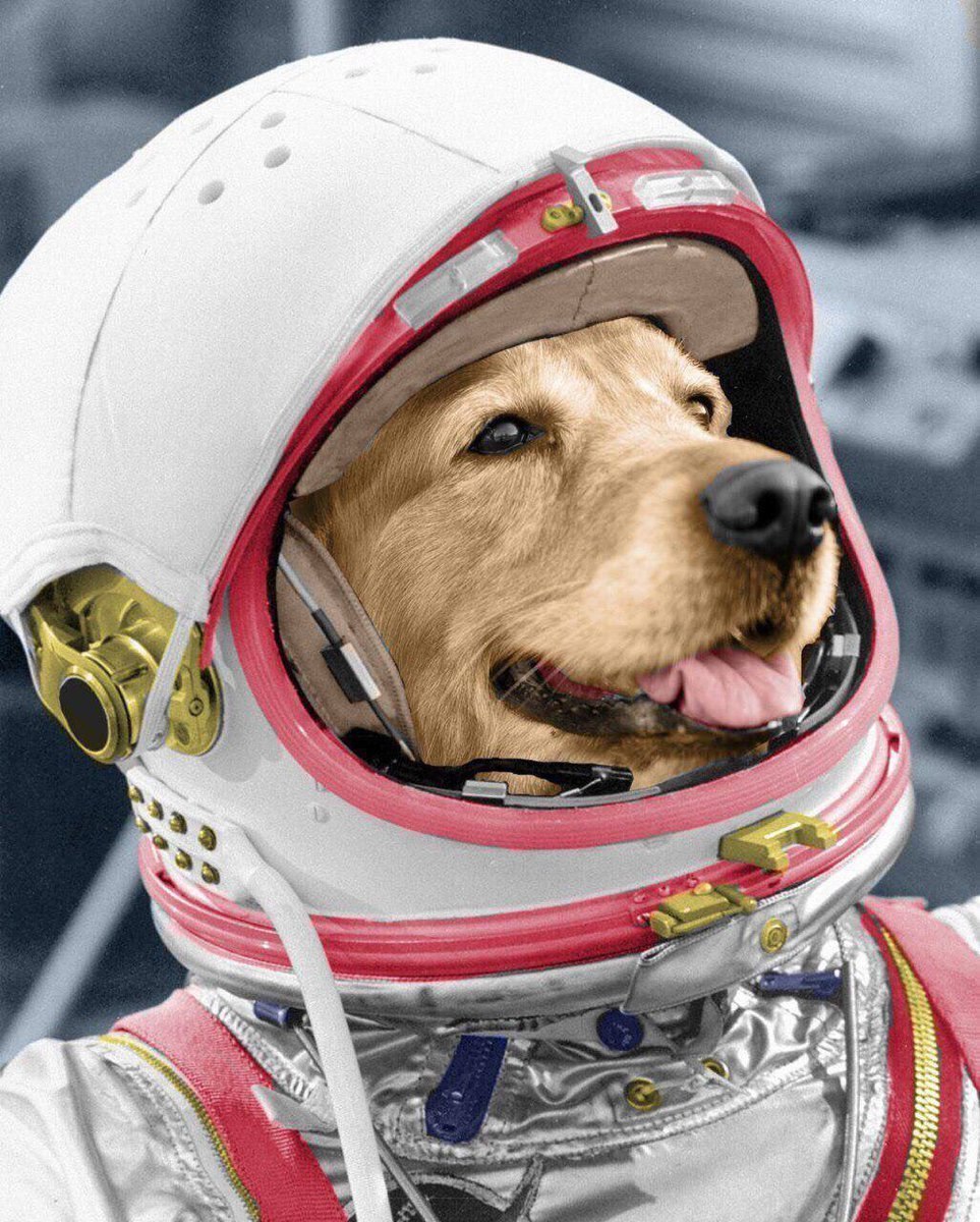 День космонавтики фото картинки. Собаки космонавты. Животные в космосе. Собака в скафандре. Полеты животных в космос.
