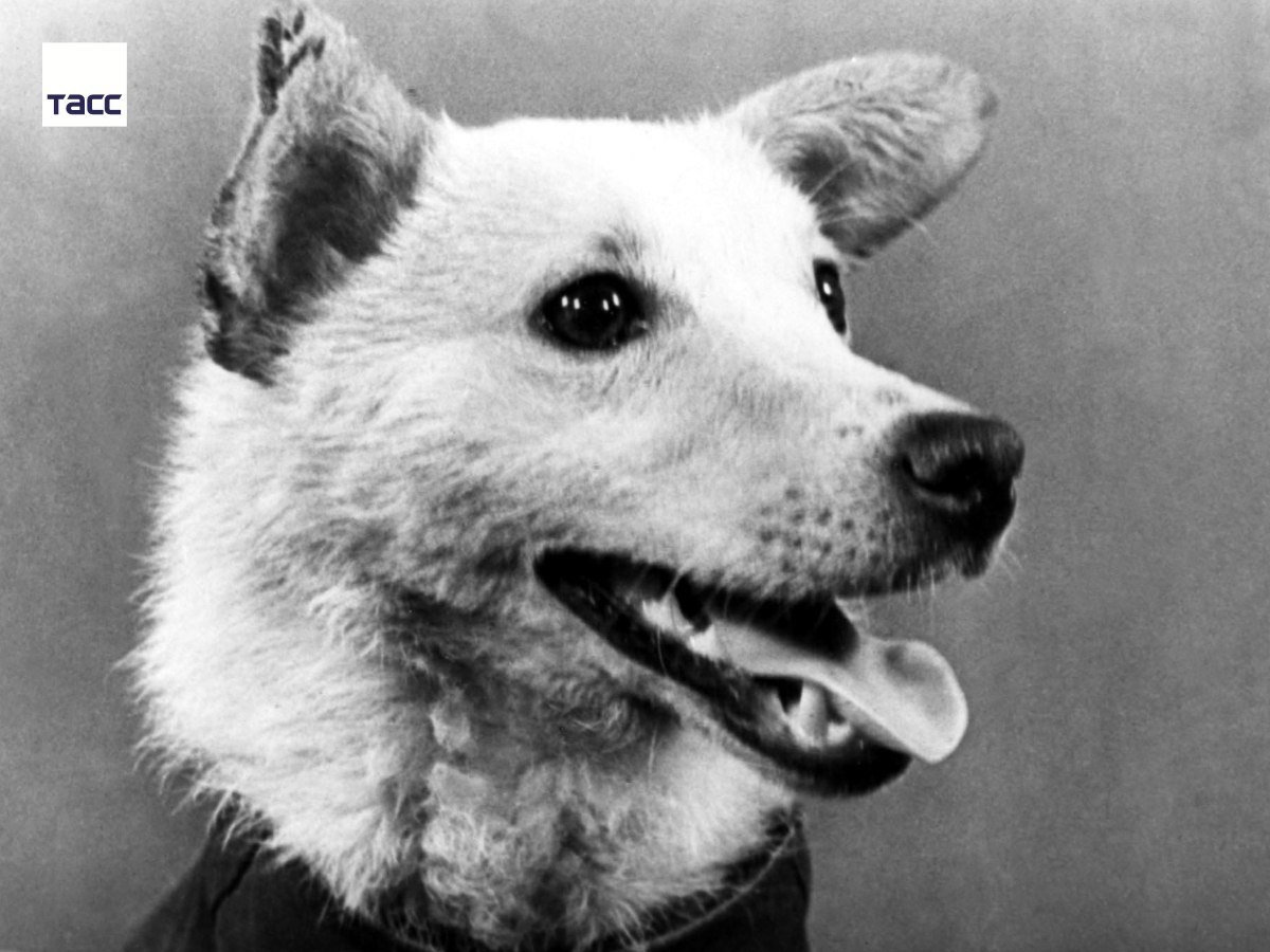 Фотки белки и стрелки. Собаки белка и стрелка в космосе. Белка собака космонавт. Собака белка и стрелка 1960. Собака белка в космосе.