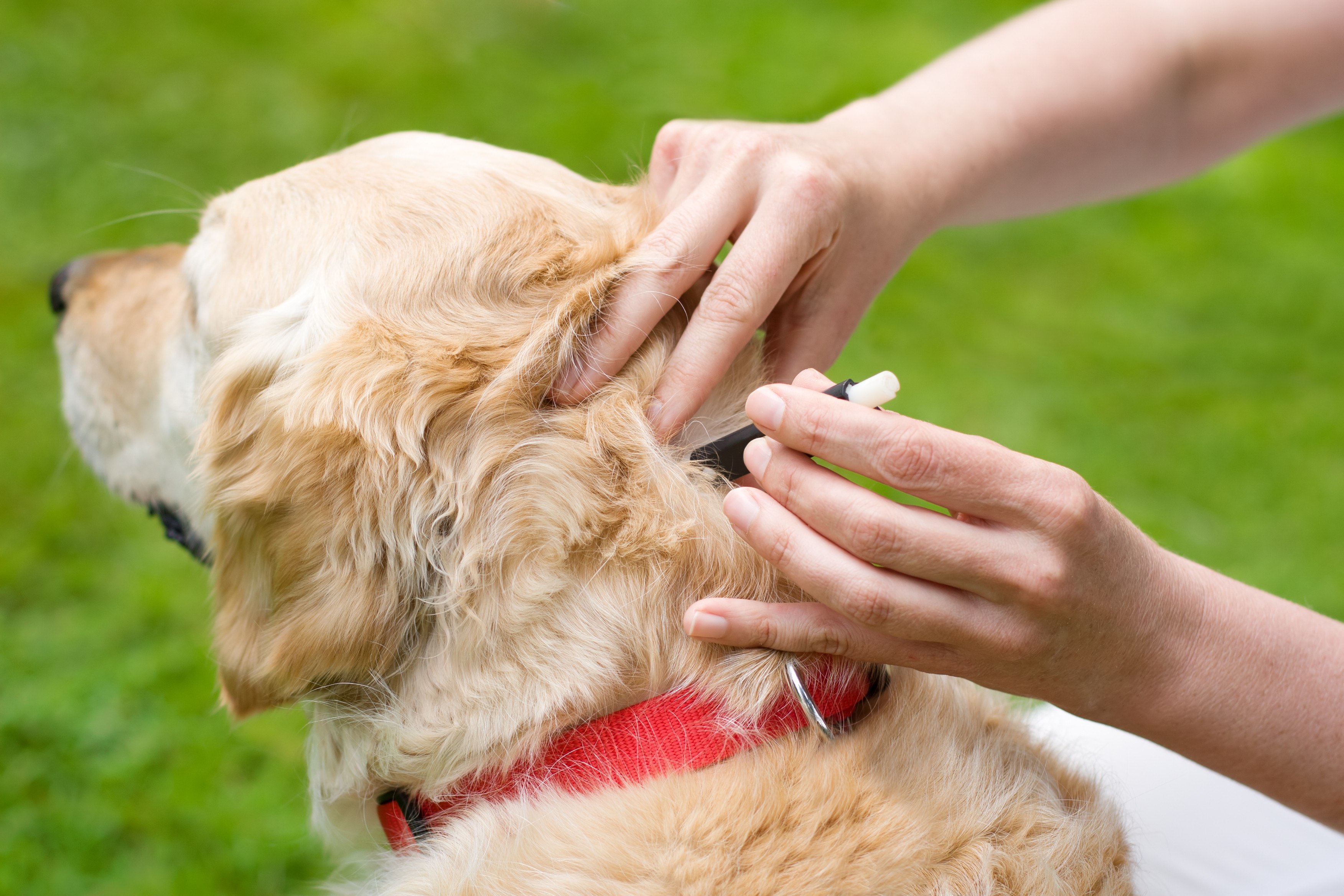 Лечение собаки после укусов собаки. Клещи и домашние животные.