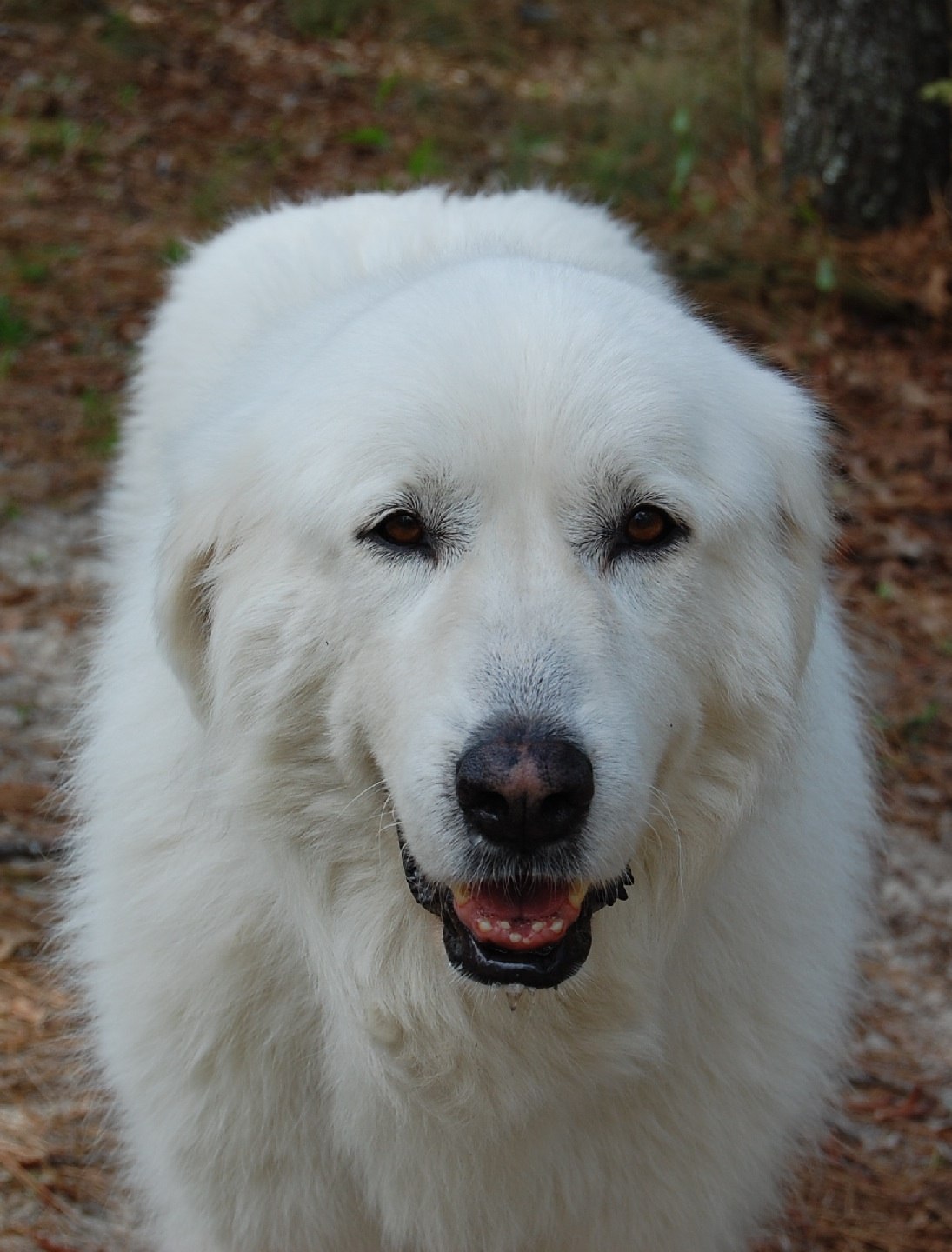 Крупная белая порода собак. Большая белая собака. Белые крупные собаки. Огромная белая собака порода. Большая белая овчарка.