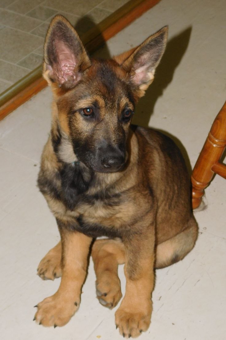 German Shepherd немецкая овчарка