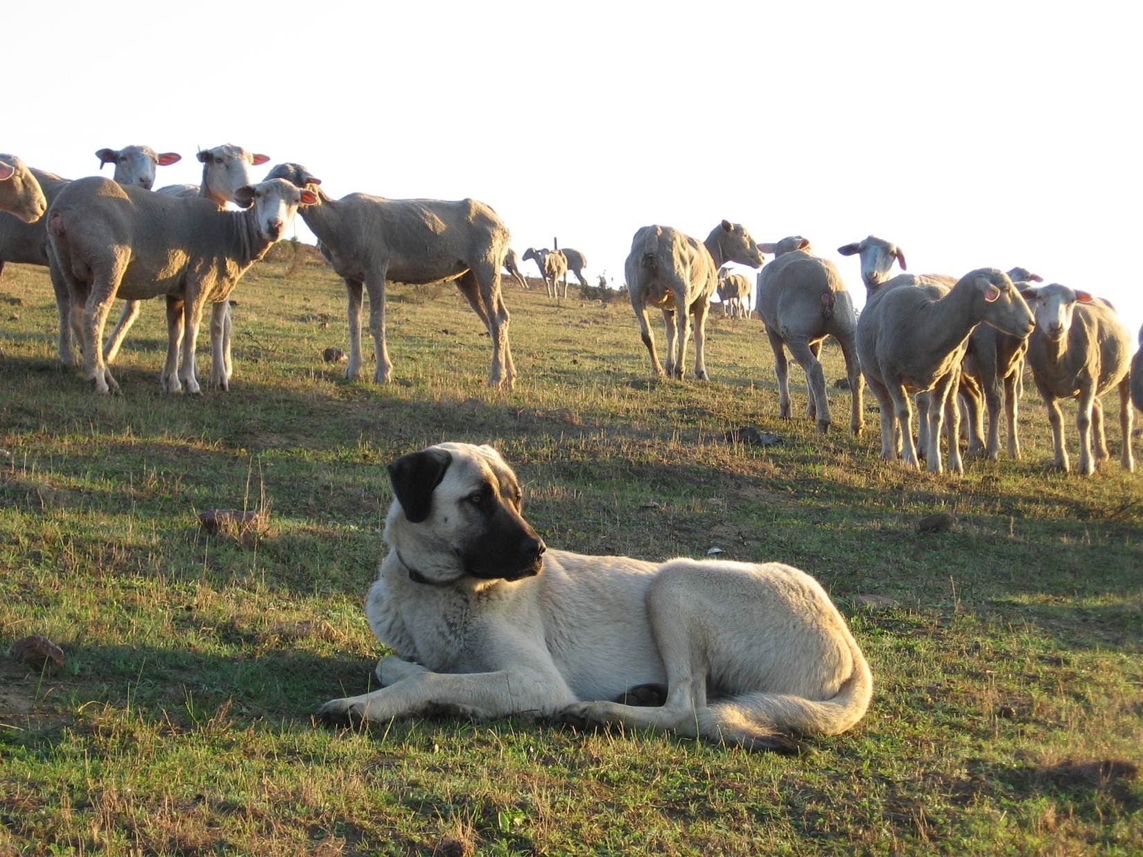 Собаки для охраны скота (53 фото) - картинки sobakovod.club